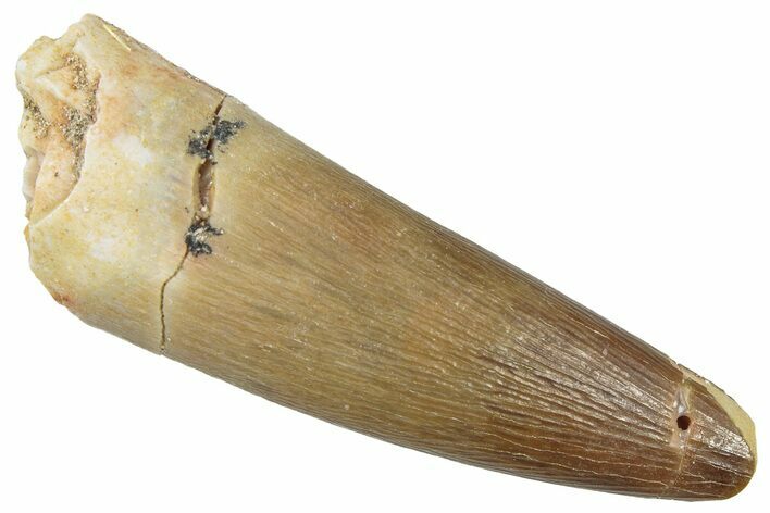 Fossil Plesiosaur (Zarafasaura) Tooth - Feeding Worn Tip #298280